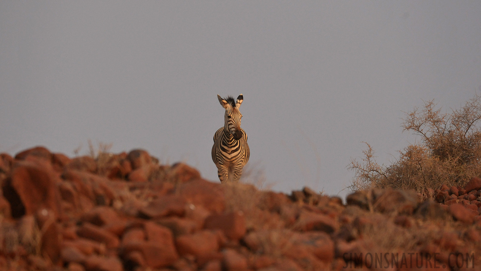 Equus zebra hartmannae [400 mm, 1/2500 sec at f / 6.3, ISO 2000]